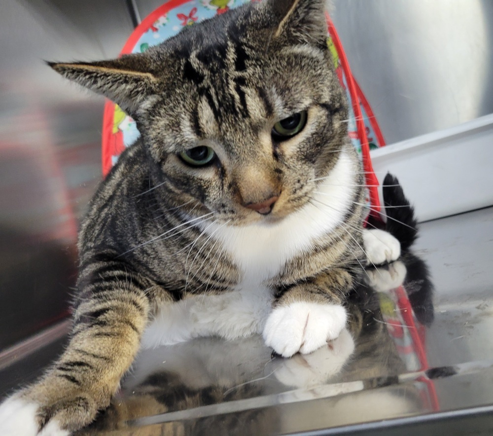 Max, an adoptable American Shorthair in Moses Lake, WA, 98837 | Photo Image 1