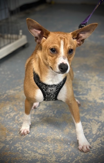 Castello, an adoptable Basenji in Richmond, IN, 47374 | Photo Image 1