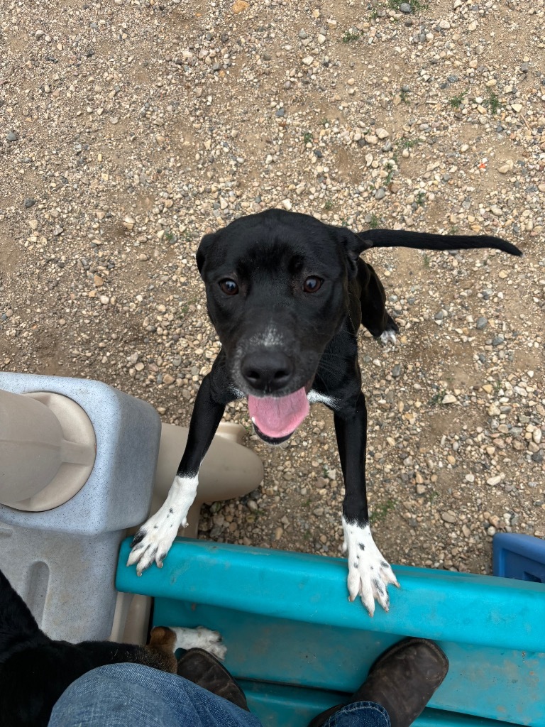 Oreo, an adoptable Labrador Retriever in Elbow Lake, MN, 56531 | Photo Image 1