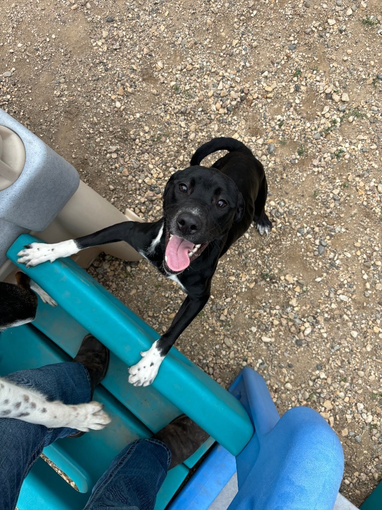 Oreo, an adoptable Labrador Retriever in Elbow Lake, MN, 56531 | Photo Image 2