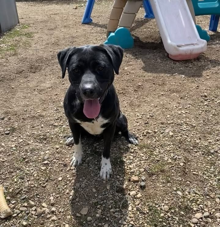 Oreo