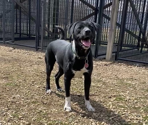 Oreo
