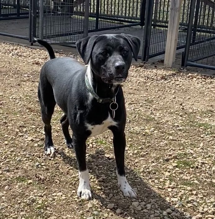 Oreo