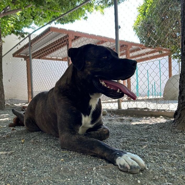 Koda