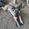 Luna photo 1
