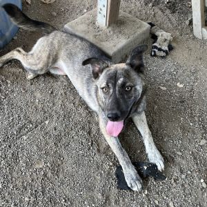 Luna, Young Female Shepherd