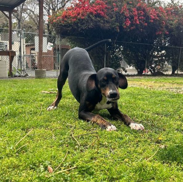 Tyson
