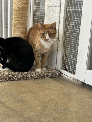 Brody, Adult Male Domestic Short Hair