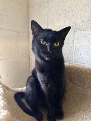 Jada, Adult Female Domestic Short Hair