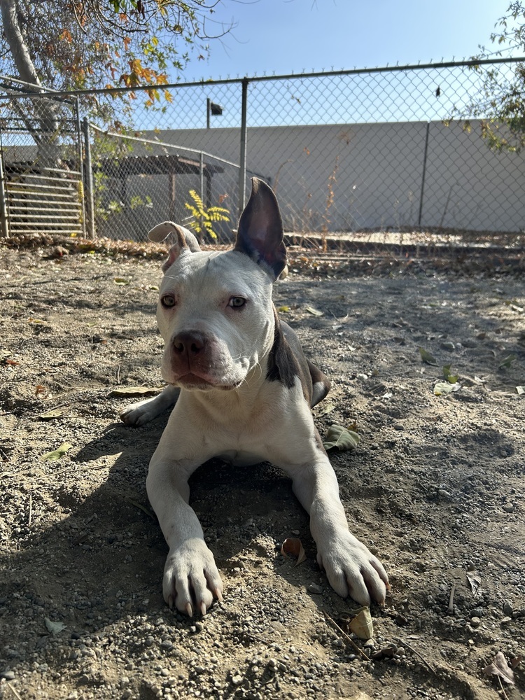 Diego