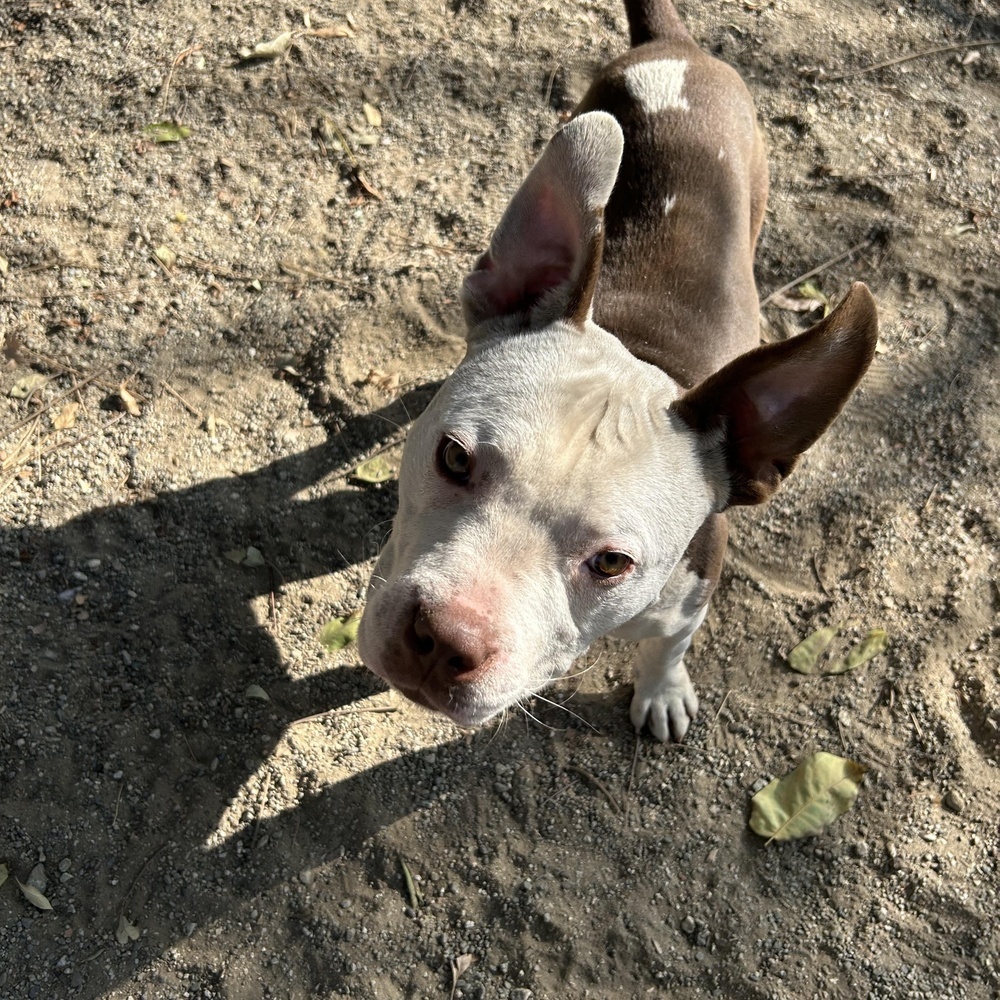 Diego