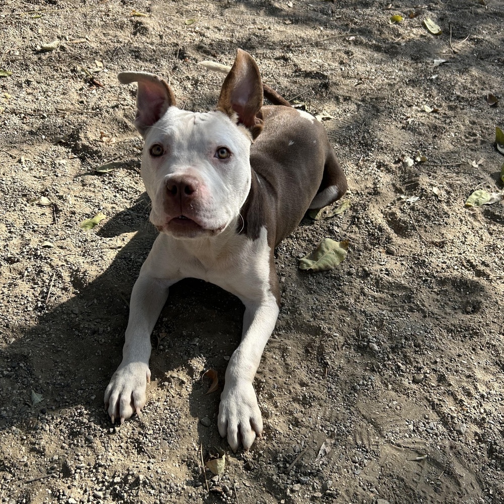 Diego