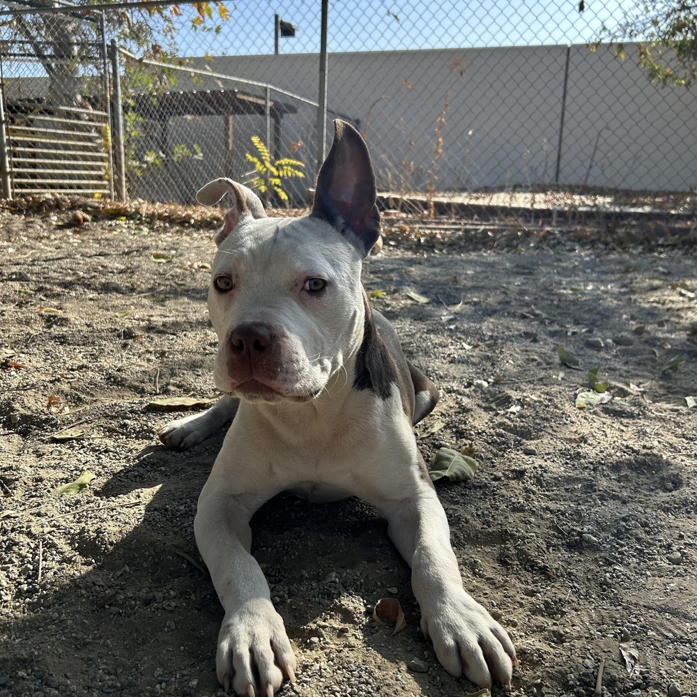 Diego