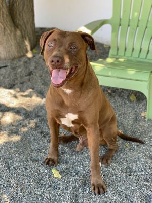 Loki I, Senior Male Labrador Retriever