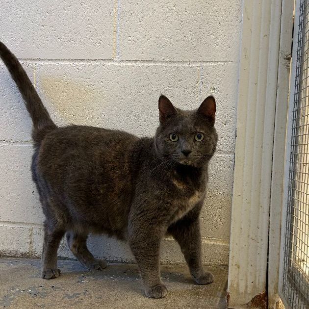 Zena