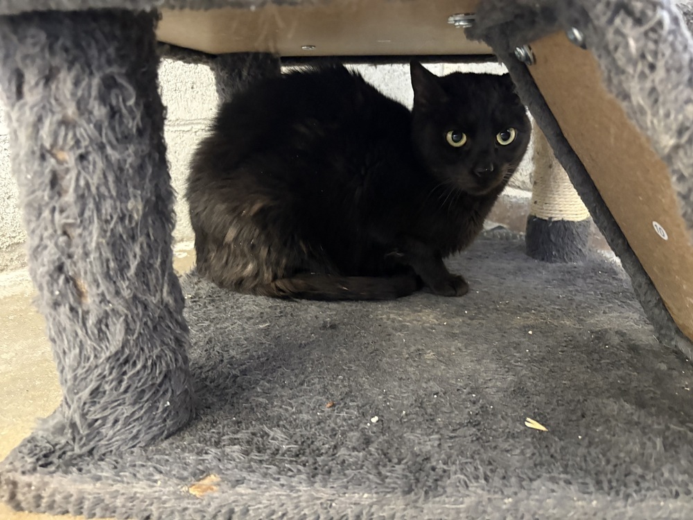 Pablo (Cat)