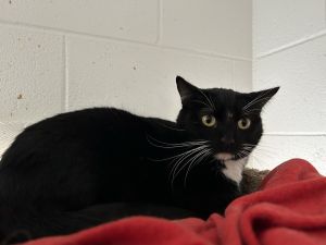 Desiree, Adult Female Domestic Short Hair
