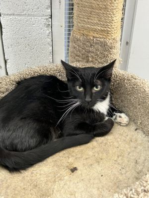 Avery, Young Female Domestic Short Hair