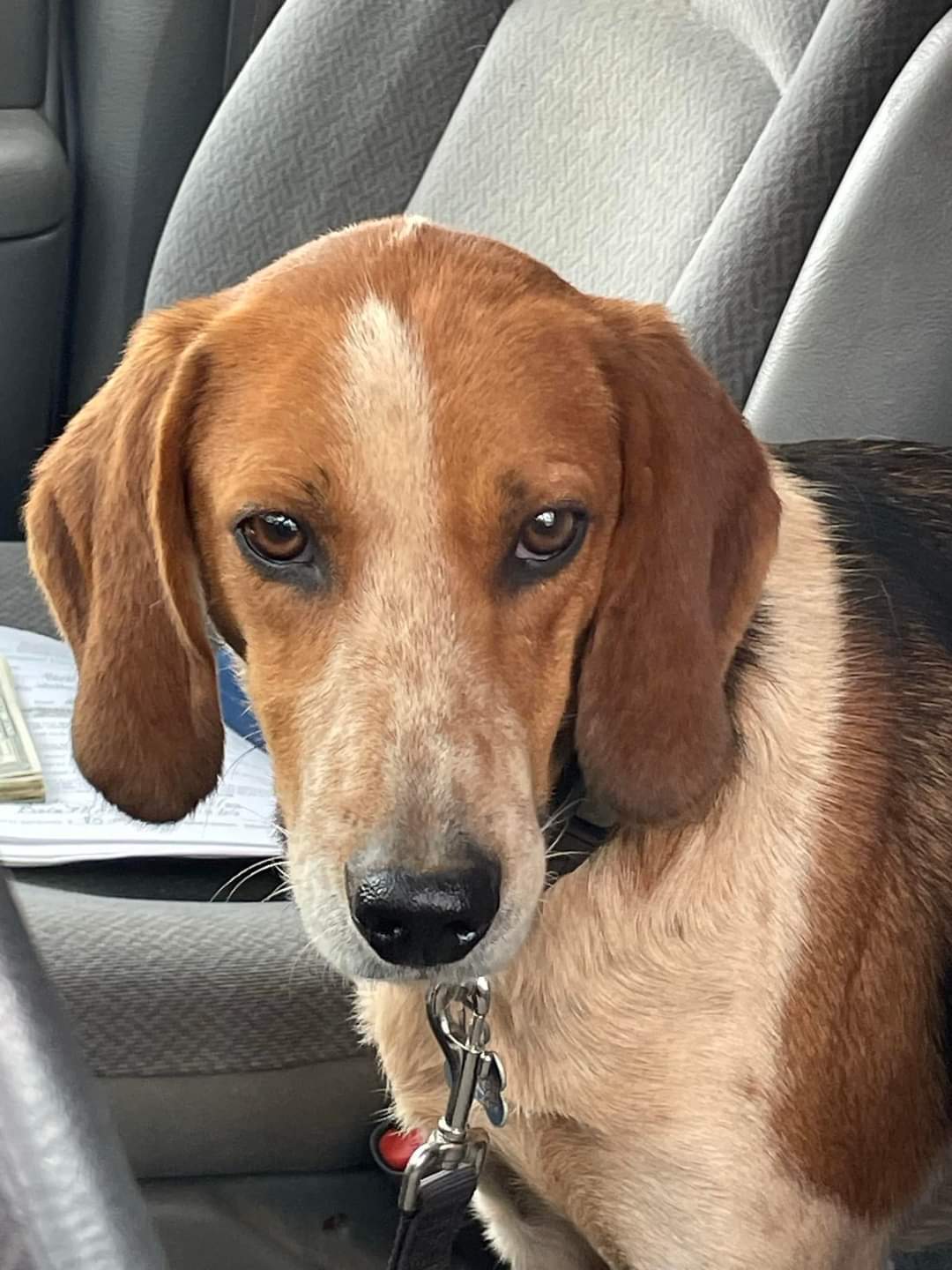 Iver: Not At the Shelter (Wendy), an adoptable Foxhound in Rustburg, VA, 24588 | Photo Image 3
