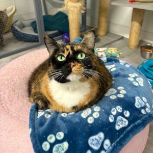 Miss Pat, Senior Female Domestic Short Hair