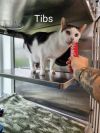 Tibs photo 5