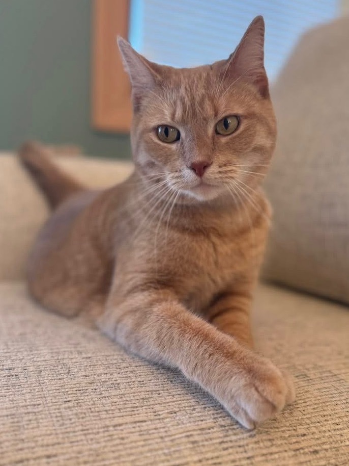 Pumpkin