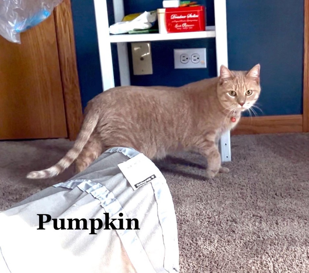 Pumpkin