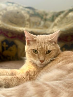 Butter, Adult Male unknown