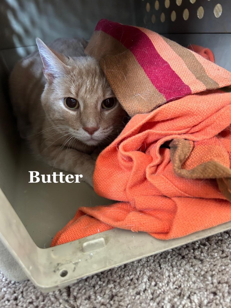Butter