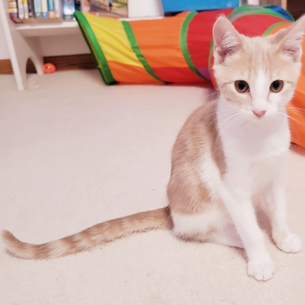 Pumpkin, an adoptable Domestic Short Hair in Bismarck, ND, 58507 | Photo Image 1