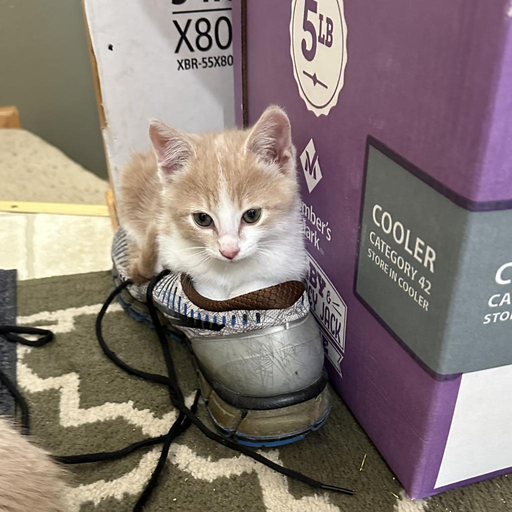 Pumpkin, an adoptable Domestic Short Hair in Bismarck, ND, 58507 | Photo Image 2