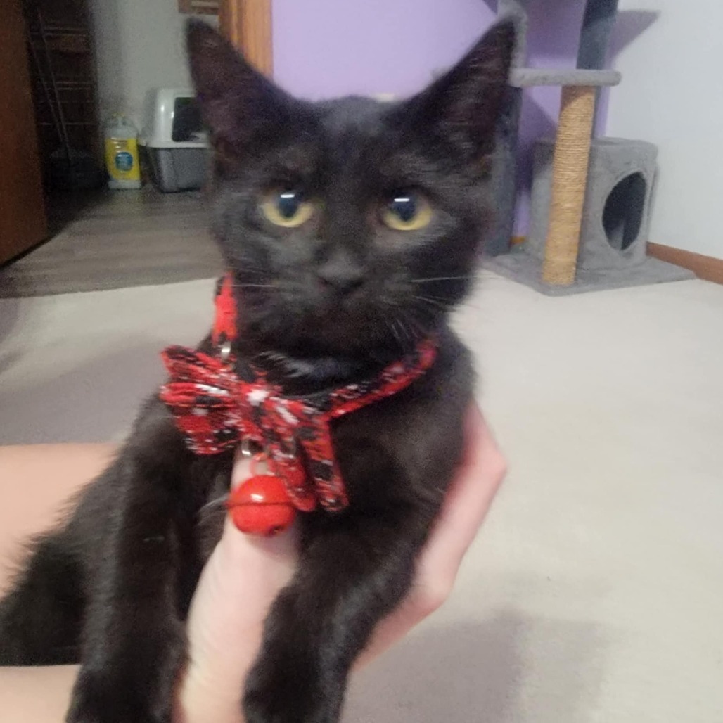 Boo, an adoptable Domestic Short Hair in Bismarck, ND, 58507 | Photo Image 1