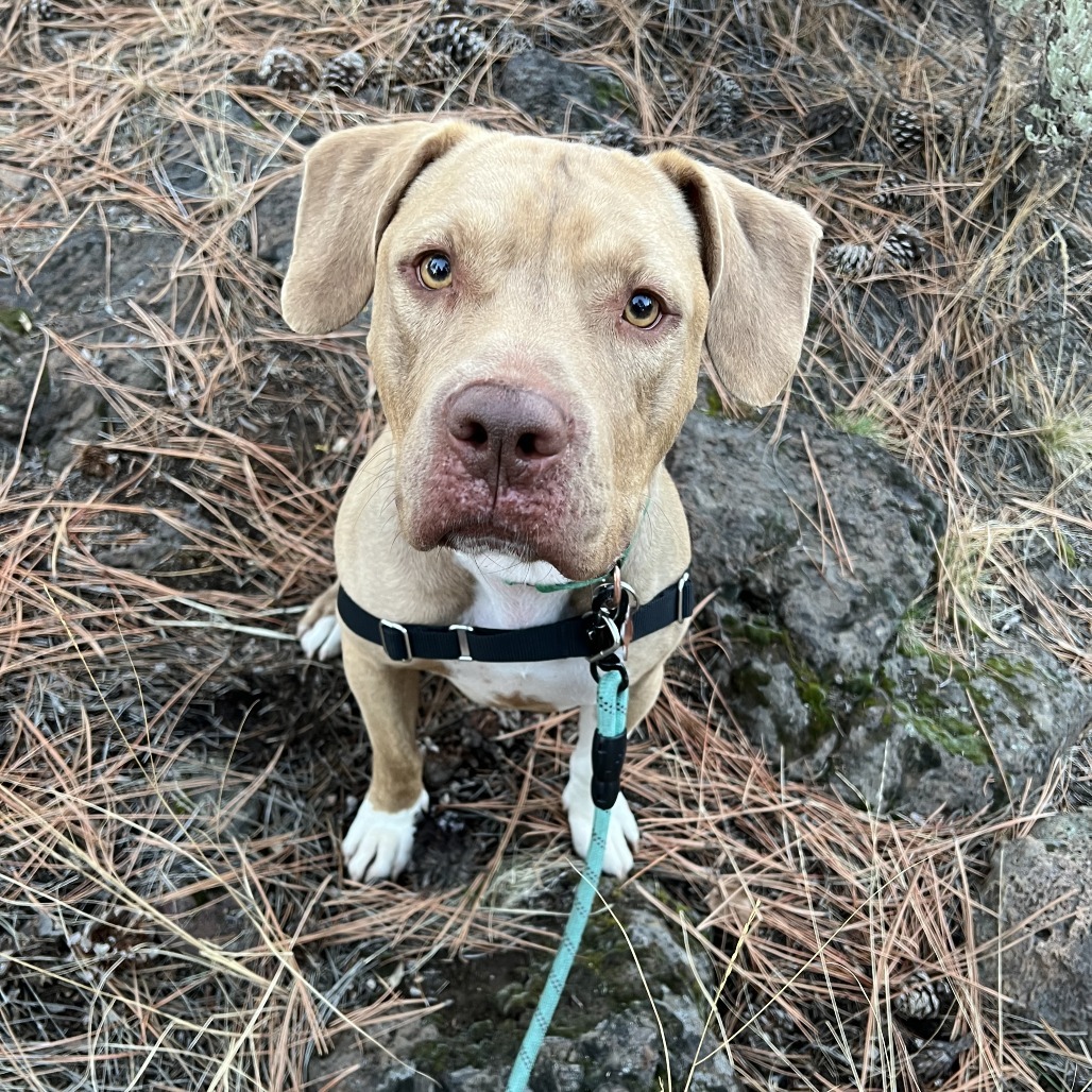 Herbie, an adoptable Pit Bull Terrier, Labrador Retriever in Bend, OR, 97702 | Photo Image 2