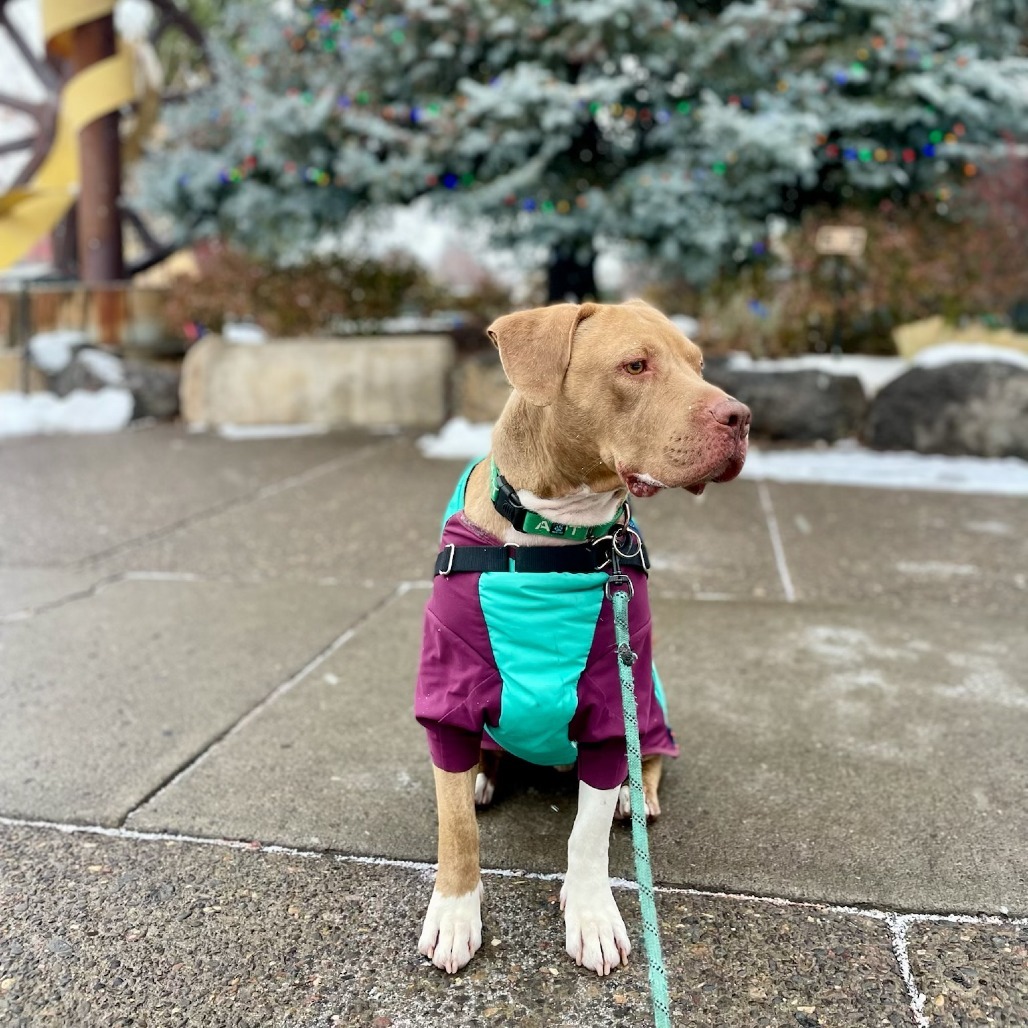 Herbie, an adoptable Pit Bull Terrier, Labrador Retriever in Bend, OR, 97702 | Photo Image 3