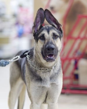 Moose 6526, Young Male German Shepherd Dog