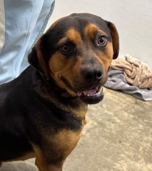 Clover, Young Male Mixed Breed