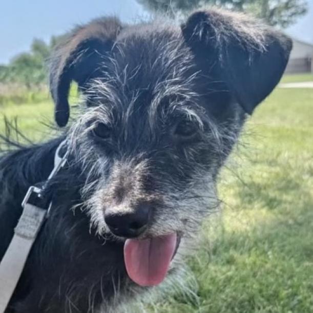 Pepper (JoJo), an adoptable Schnauzer, Dachshund in Muncie, IN, 47304 | Photo Image 1