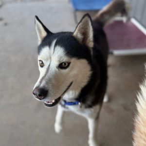 Charley, Adult Male Husky