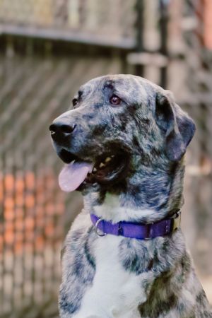 What my friends at Seattle Humane say about me I have a sweet calm nature and would love a home