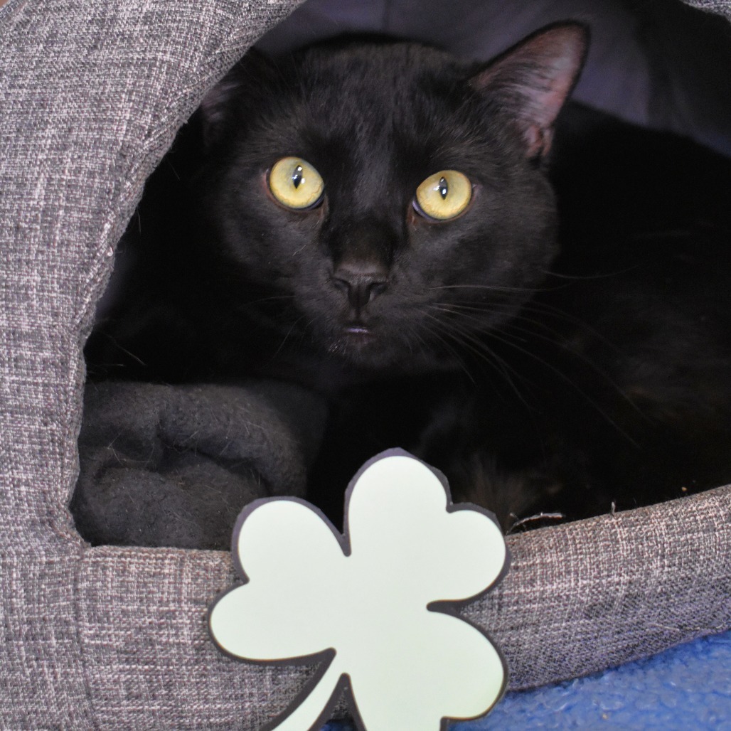 Myotis, an adoptable Domestic Short Hair in Rifle, CO, 81650 | Photo Image 1