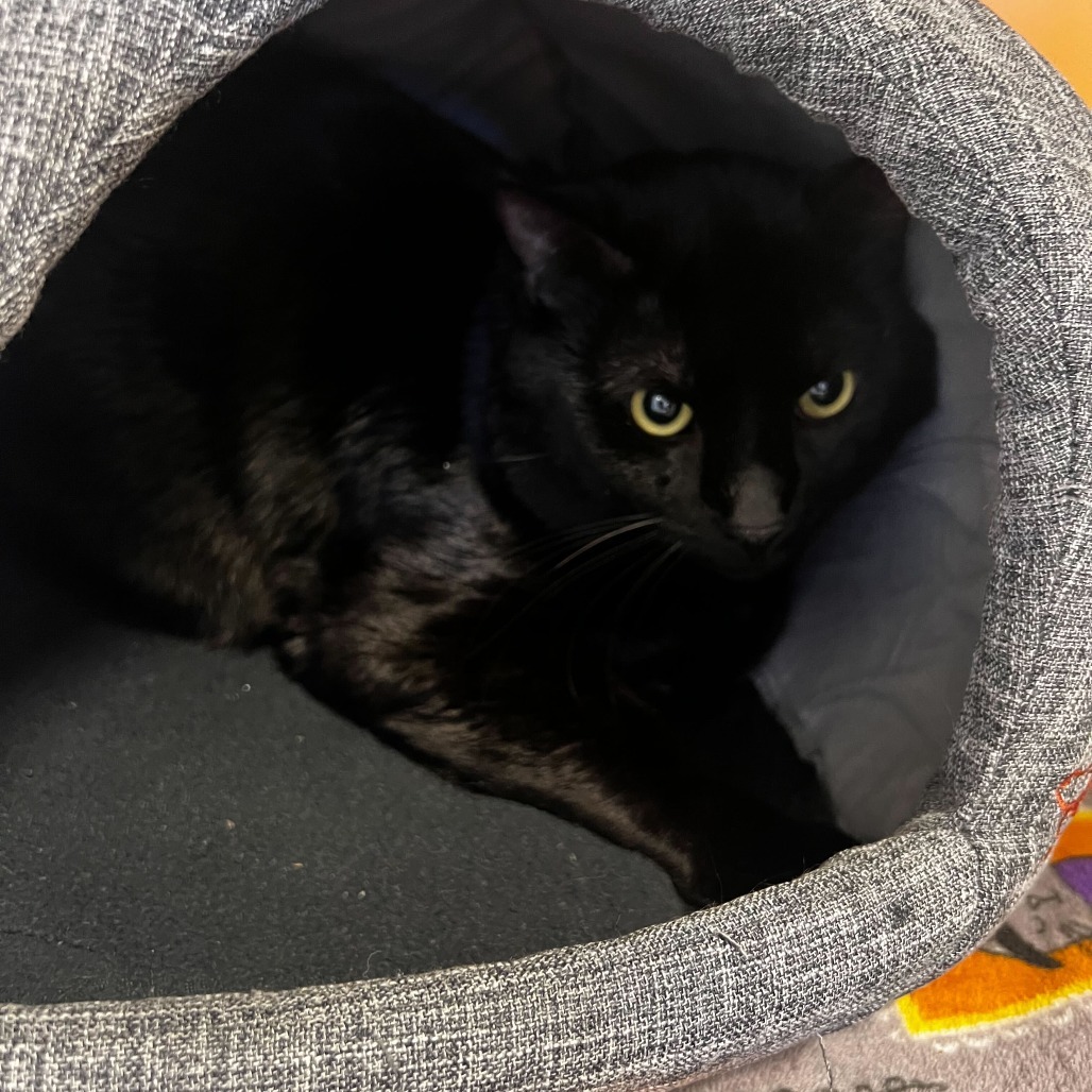 Myotis, an adoptable Domestic Short Hair in Rifle, CO, 81650 | Photo Image 2