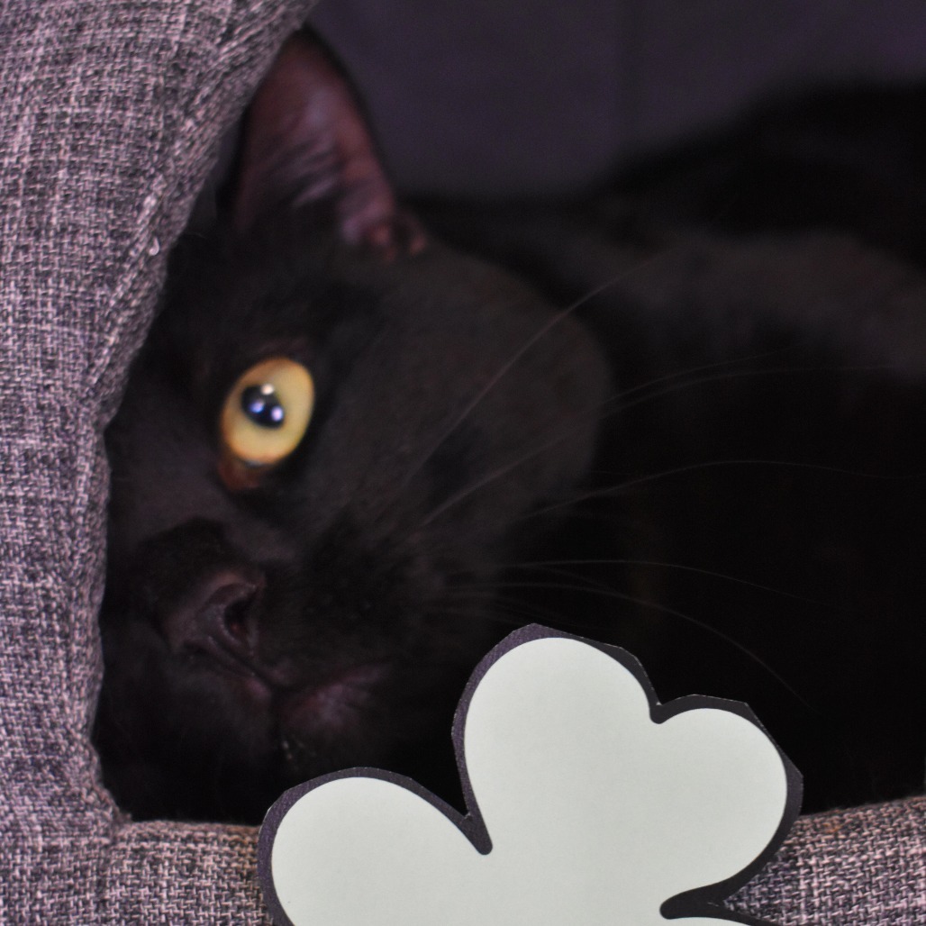 Myotis, an adoptable Domestic Short Hair in Rifle, CO, 81650 | Photo Image 3