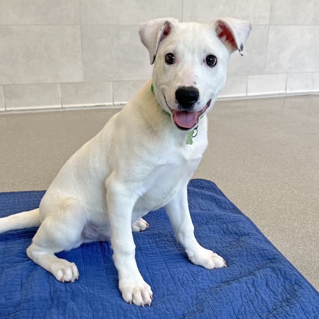 Thunderbolt, an adoptable Mixed Breed in Hailey, ID, 83333 | Photo Image 1