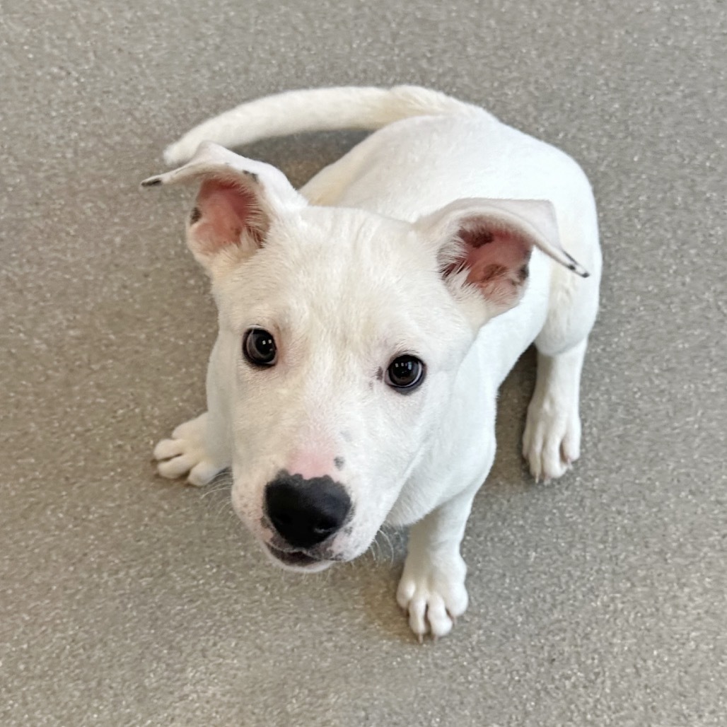 Thunderbolt, an adoptable Mixed Breed in Hailey, ID, 83333 | Photo Image 2