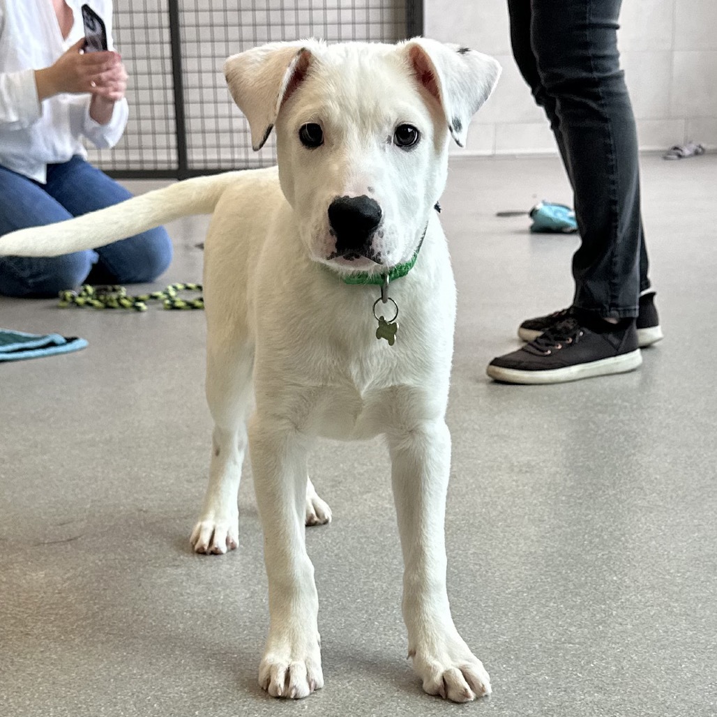 Thunderbolt, an adoptable Mixed Breed in Hailey, ID, 83333 | Photo Image 3