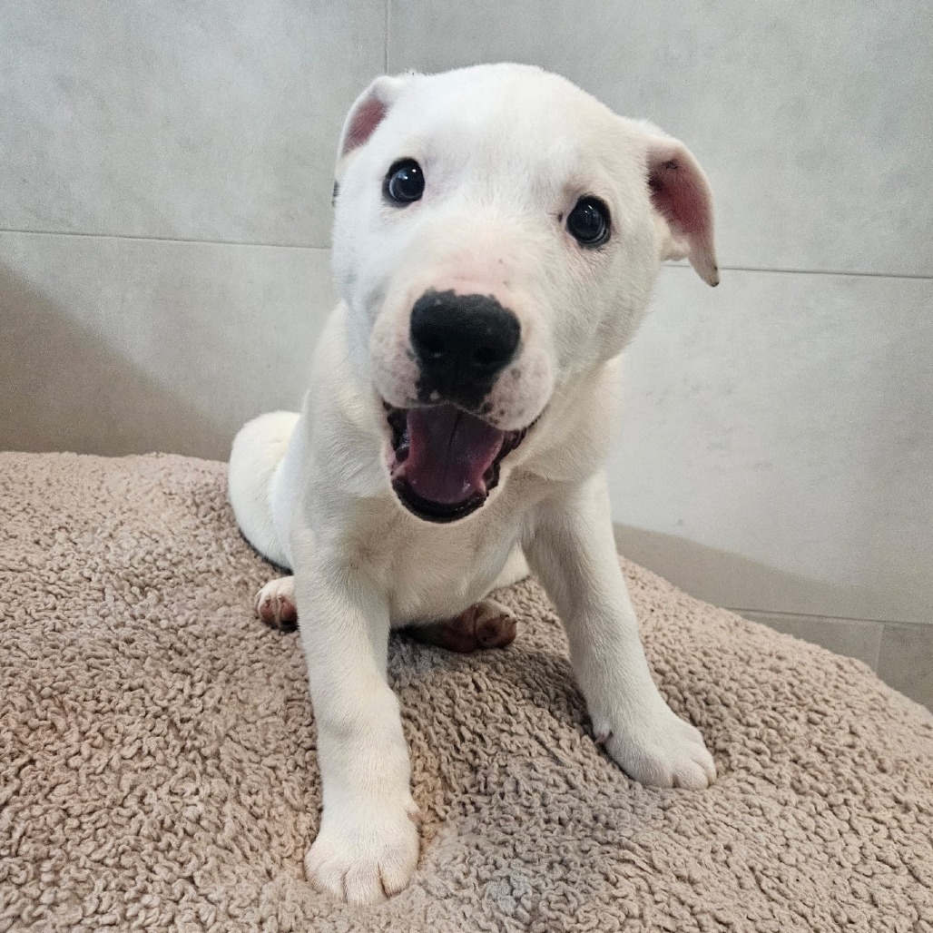 Thunderbolt, an adoptable Mixed Breed in Hailey, ID, 83333 | Photo Image 3