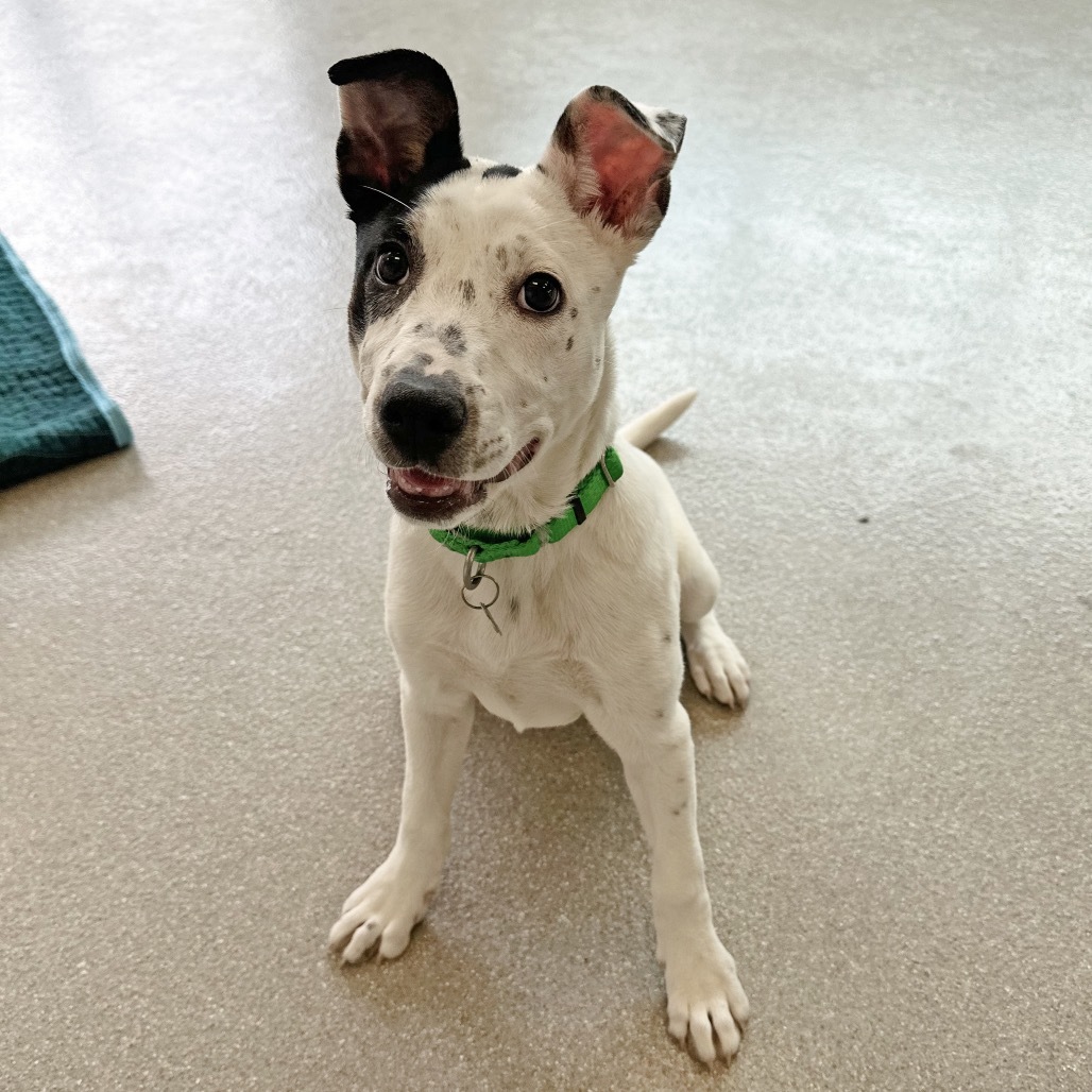 Paddler, an adoptable Mixed Breed in Hailey, ID, 83333 | Photo Image 1