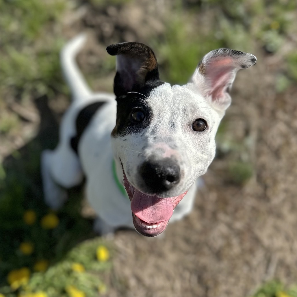 Paddler, an adoptable Mixed Breed in Hailey, ID, 83333 | Photo Image 1