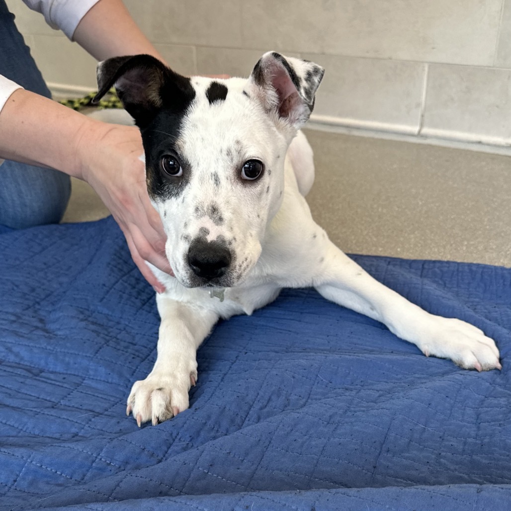 Paddler, an adoptable Mixed Breed in Hailey, ID, 83333 | Photo Image 2