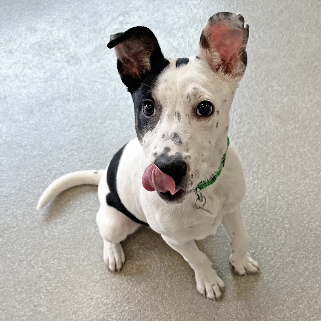 Paddler, an adoptable Mixed Breed in Hailey, ID, 83333 | Photo Image 3